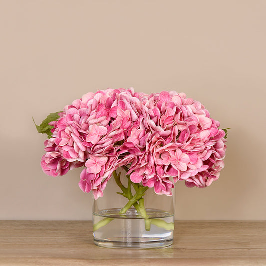 Hydrangea Plant