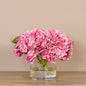 Hydrangea Plant